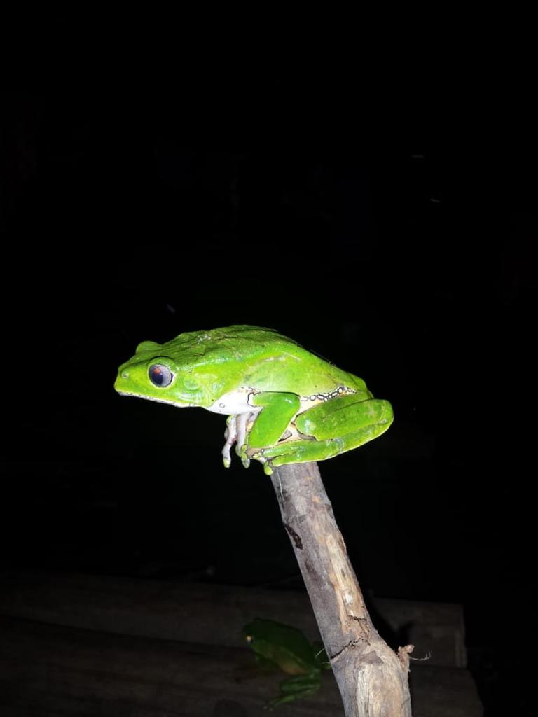 Kambo Stick